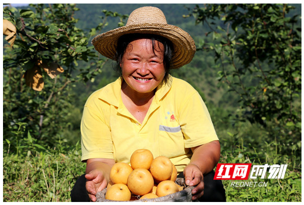 洪江市：早熟蜜梨“翠玉”喜获丰收