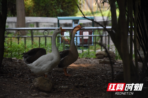 DSC_2074_wps图片.JPG