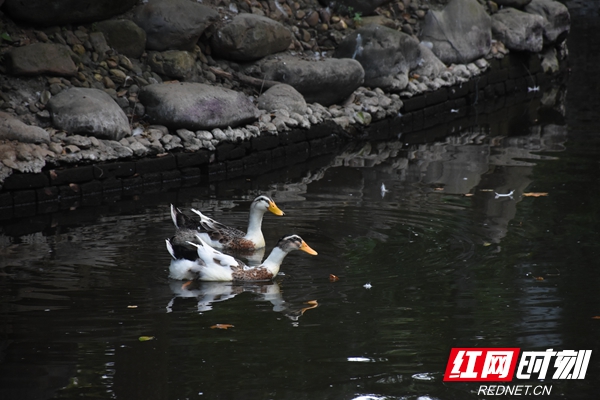 DSC_2066_wps图片.JPG