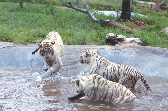 长沙生态动物园里的动物们有了水上乐园