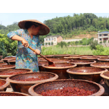 红心脐橙地里种辣椒喜获丰收