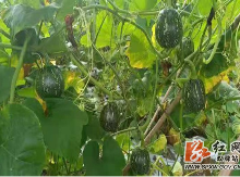 双牌：南瓜成了农民致富的“小金瓜”