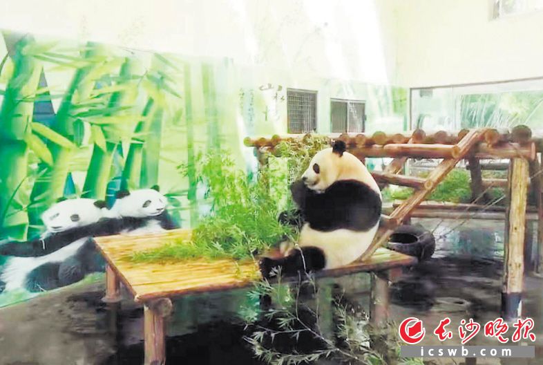　　“国宝”大熊猫在空调房里安逸地吃着新鲜的竹叶，一副怡然自得的样子。
