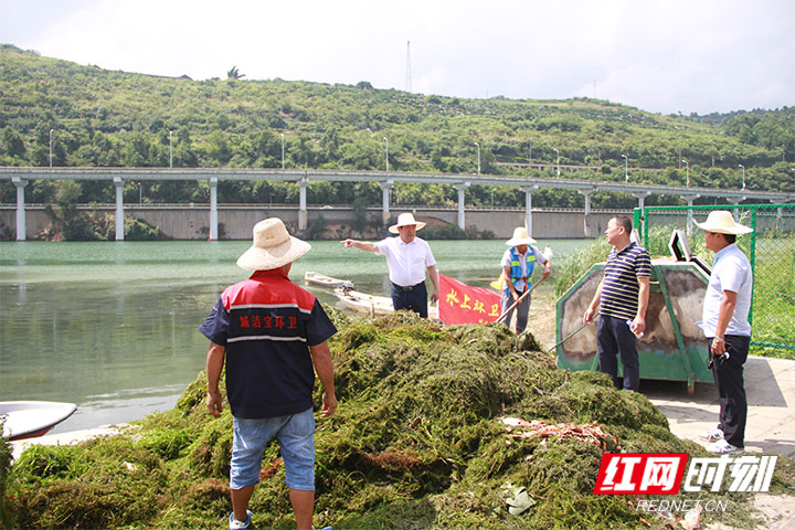 清割水草 护理澧水河道