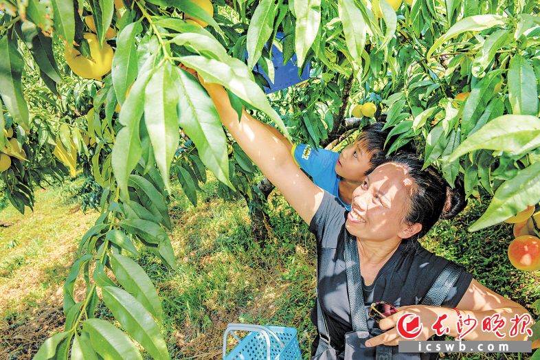 长沙莲花镇圣峰果业图片