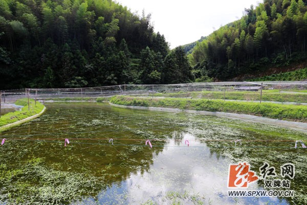 大宅村商品鳅养殖基地1.JPG