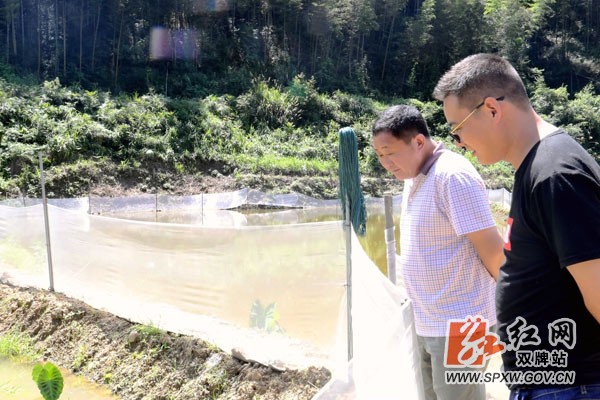 双牌法院扶贫队员查看泥鳅生长情况.JPG