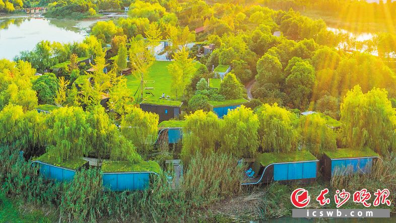 　　洋湖湿地公园里的地球仓特色民宿绿色环绕，夏天在这里住一晚成为很多游客的选择。长沙晚报全媒体记者 邹麟 摄