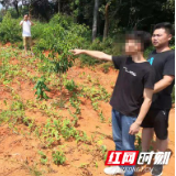 干得漂亮！赫山公安分局衡龙新区执勤室抓获四名“采瓜大盗”
