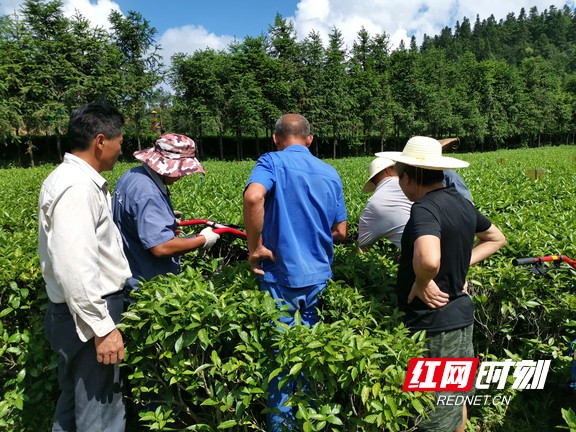 8月2日，茶叶机械加工专业委员会在云上茶园现场试验各类最新茶园机械设备。