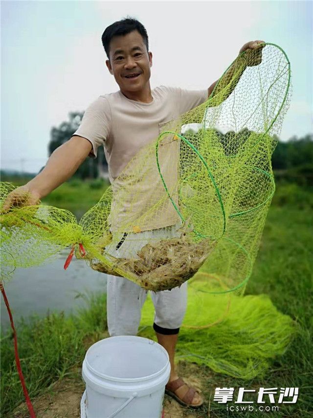 周文凯第一次养虾，养的还是南美白对虾，当地村民说老周这“第一只螃蟹”吃得好。照片均为长沙晚报全媒体记者 朱华 摄