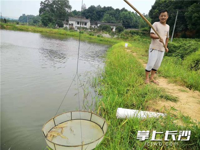 周文凯说，茶亭水库水质很好，十分适合养南美白对虾。