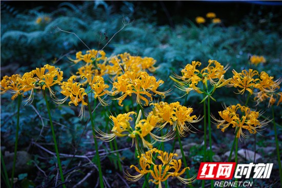 武陵源区：核心景区彼岸花开 十里画廊游人如织