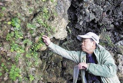 扎根边远山区40载他将南川大树茶变“摇钱树”