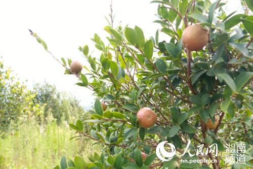 万亩油茶种植基地中,油茶果长势正旺。