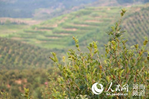 万亩油茶种植基地。