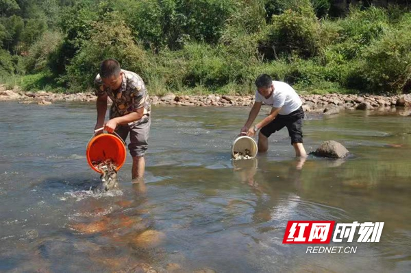 绥宁岩塘村：放生10万尾鱼苗  修复母亲河生态