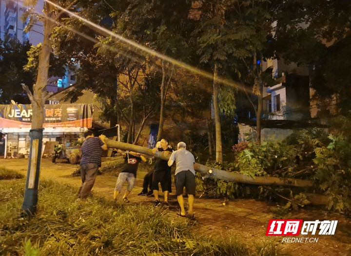 【绿色张家界】连夜清理受损行道树 保障市民安全出行