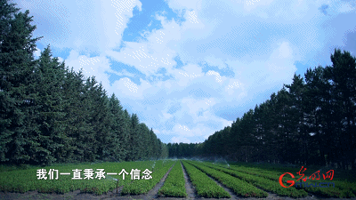 【奋进的中国精神】塞罕坝：荒原到林海的人间奇迹