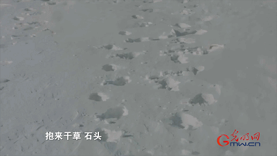 【奋进的中国精神】塞罕坝：荒原到林海的人间奇迹