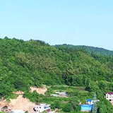 山沟栽下“金元宝”