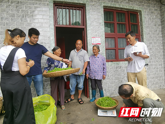 【活力商务】桑植县团结村：“莓茶”成为家门口的“绿色银行”