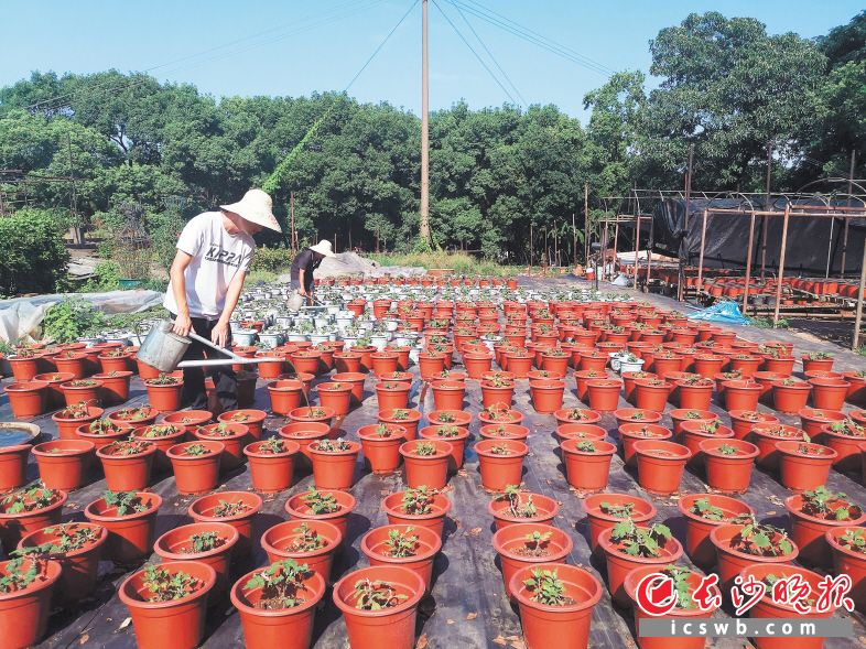 　　景区工作人员冒着烈日呵护万盆菊花。长沙晚报通讯员 何丹 供图