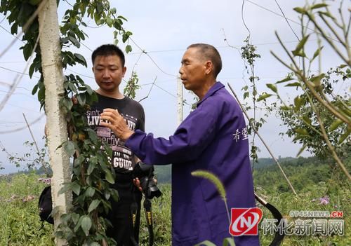 记者在兵书阁村生态产业园八月瓜基地采访。