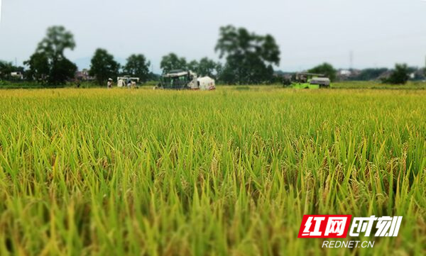 宁远：又到中稻收获季（图）