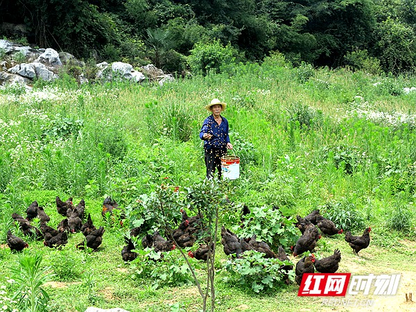 李运林在油茶林聘请贫困户喂鸡.jpg