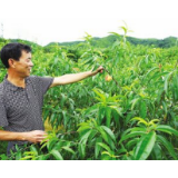 “摘桃式调研”归根到底是作风病