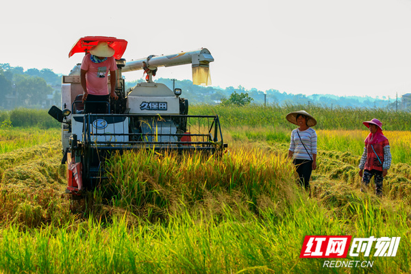 目前，三湘大地稻浪滚滚，大地流金。8月，湖南省永州市东安县45万亩优质水稻进入成熟收获期。（唐明登）
