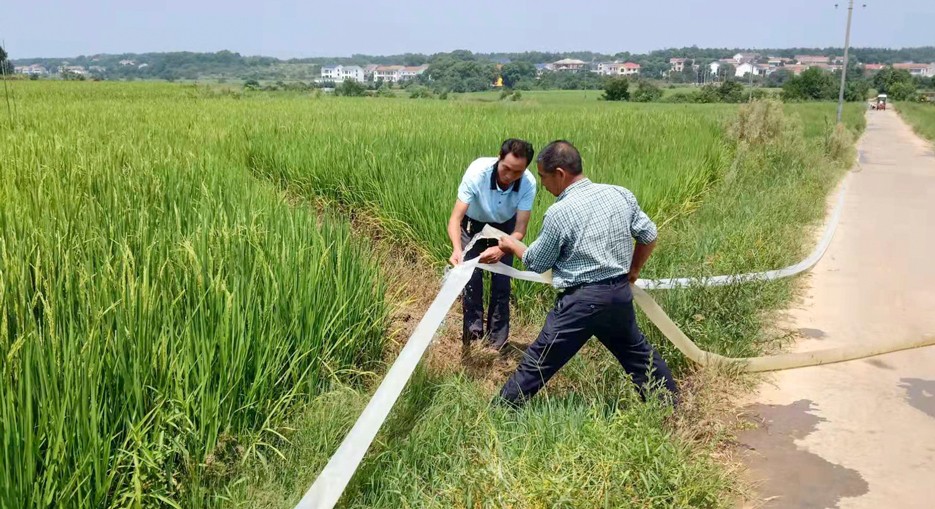逆流15公里,洞庭湖水灌溉桃林5000亩水稻