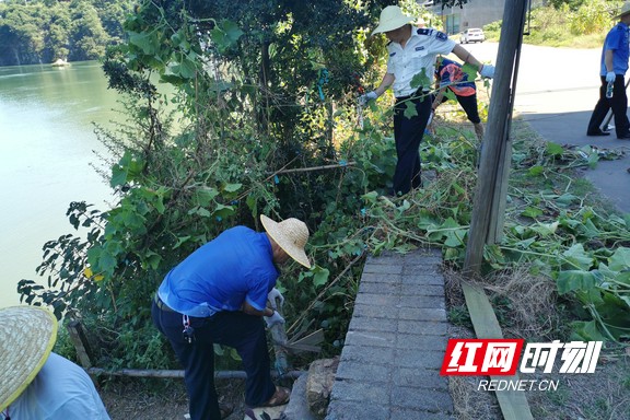 近日，郴州市永兴县六个部门顶着烈日联合执法，整治便江河道乱搭乱种现象。图为执法人员正在清理河岸，衣服已湿透。