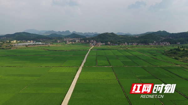 从空中俯瞰这里的乡村田园，绿油油的水稻、菜地与农村的房屋、道路、河流、山峦交织在一起，构成一幅生机盎然的田园美景。