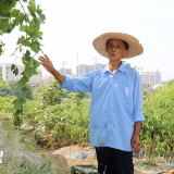 喜获丰收！小小葡萄架为贫困户铺就致富路