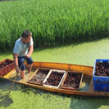 大通湖区：小龙虾拖起“致富车”