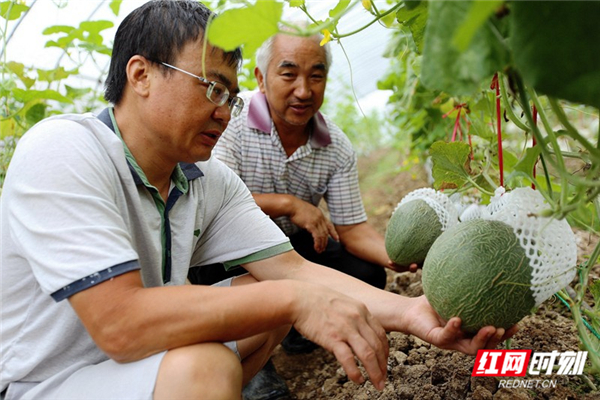 苏仙区马头岭：特色瓜果喜丰收  脱贫致富好见证