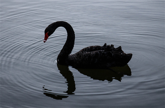 张小龙没有谈黑天鹅。图片来源:摄图网