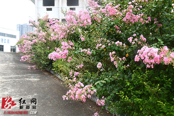 DSC_85090.jpg
