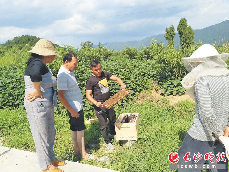 　　这些小蜜蜂将为龙山县洗车河镇兜底贫困户带来脱贫希望。 　　长沙晚报通讯员 邓望 全媒体记者 朱华 摄影报道