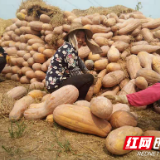 小南瓜大收入 南县乌嘴乡特色产业助农民增收