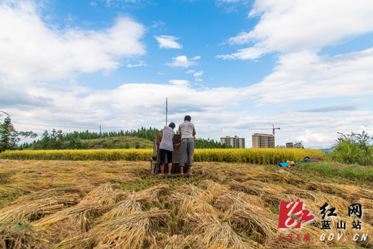 8月27日下午，蓝山县塔峰镇黄花坪村民在田间收割稻谷。