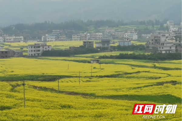 5 龙村瑶族村油菜花图片2_meitu_5.jpg