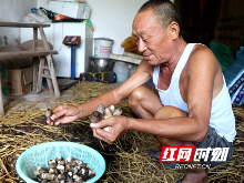 蒸湘老汉脱贫忙 草菇种植助增收