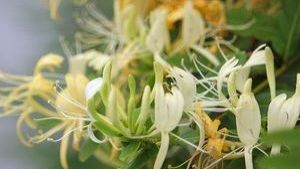 湖南双牌：“小植物”做出“大产业”
