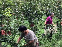 扶贫一线丨长丰村：黄金蜜梨变“黄金” 铺就村民致富路