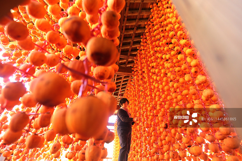 当地时间2013年11月12日，韩国江原道江陵市的一户人家在晾晒柿子，柿饼大约在2014年1月下旬制成。
