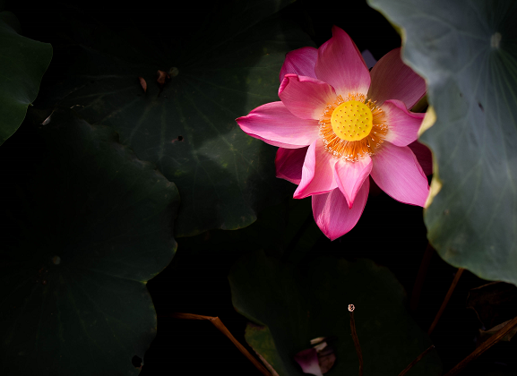 组图丨荷·谢幕