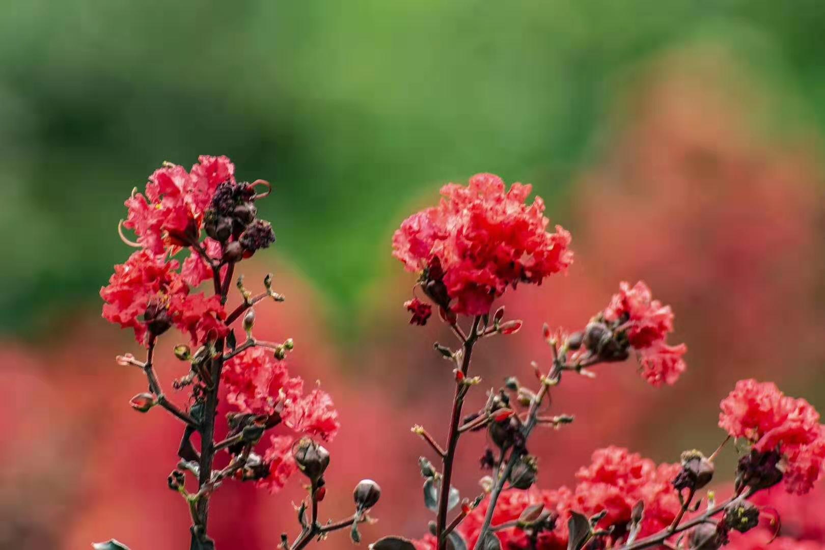 秋花堪比春花奇，历经酷暑生命强。待到金黄深秋时，葬身花海更辉煌。